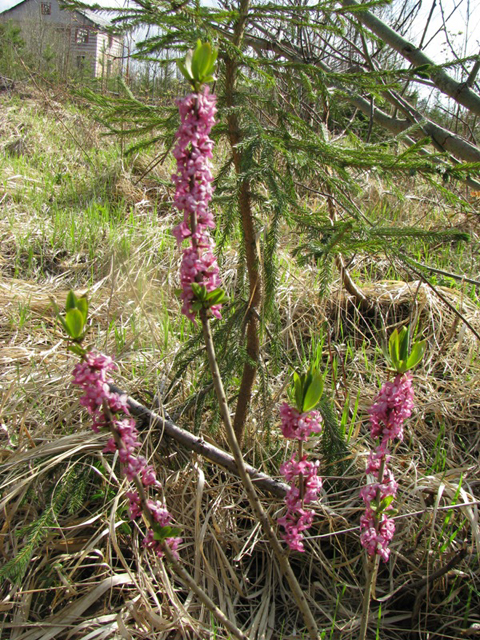 Գայլահատ մահացու - Волчеягодник смертельный - Daphne mezereum L.